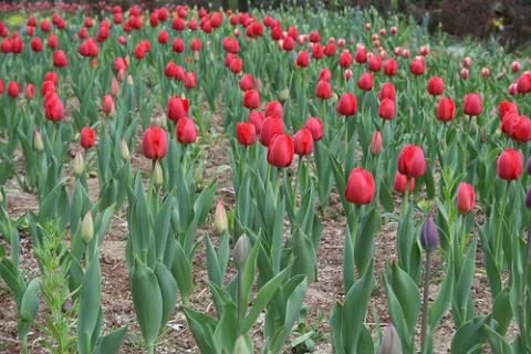 tulipanes-corea.jpg